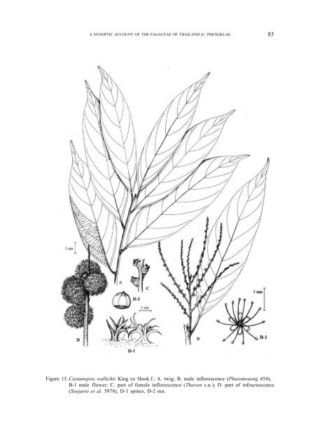 A synoptic account of the Fagaceae of Thailand