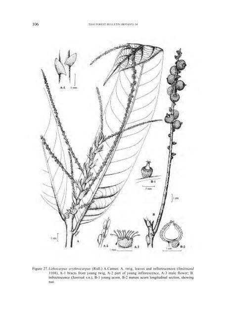 A synoptic account of the Fagaceae of Thailand