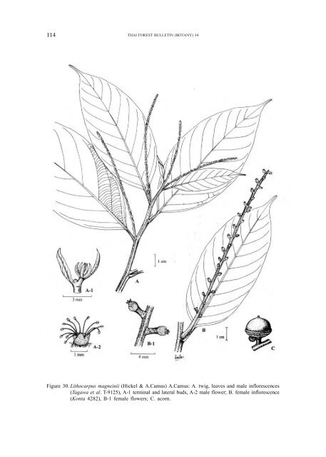 A synoptic account of the Fagaceae of Thailand