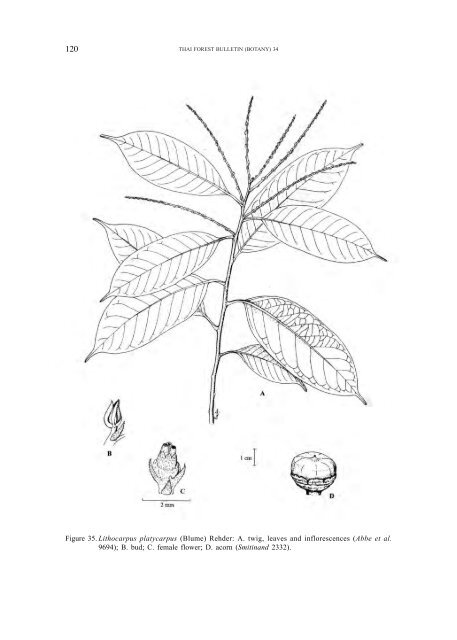 A synoptic account of the Fagaceae of Thailand