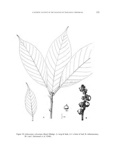 A synoptic account of the Fagaceae of Thailand