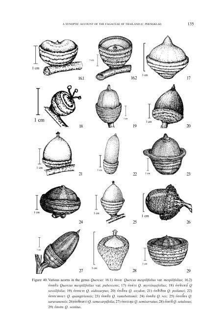 A synoptic account of the Fagaceae of Thailand