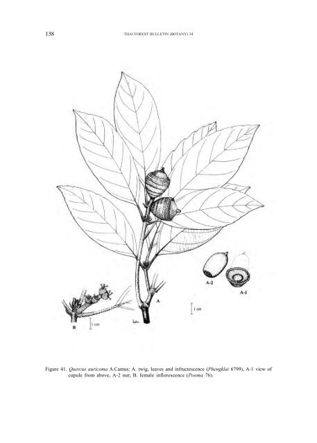 A synoptic account of the Fagaceae of Thailand