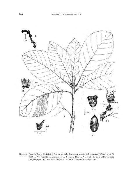 A synoptic account of the Fagaceae of Thailand