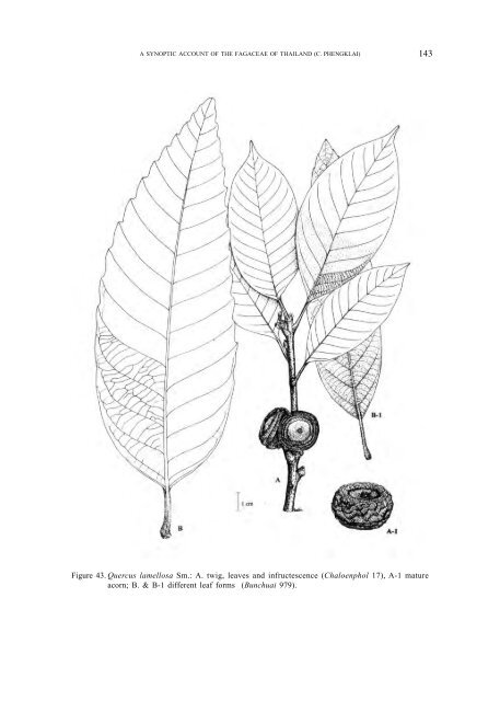 A synoptic account of the Fagaceae of Thailand