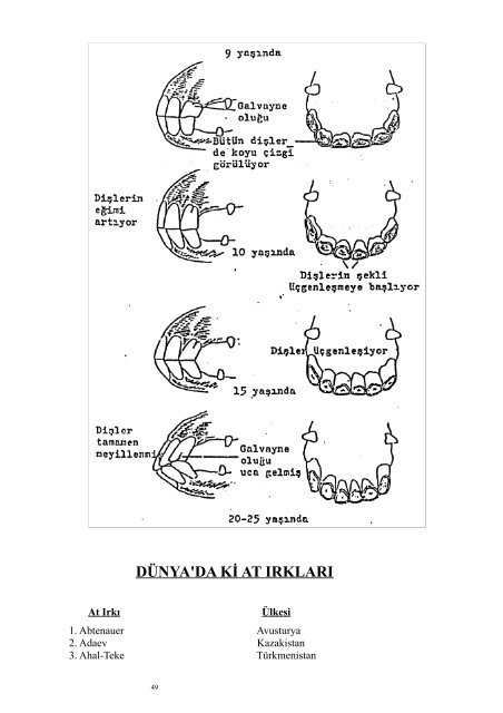 ata nasıl - Anadolu Atçılığını Geliştirme Komitesi