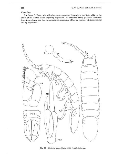 Idoteidae of Australia and New Zealand (Crustacea: Isopoda: Valvif ...