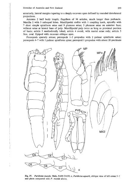 Idoteidae of Australia and New Zealand (Crustacea: Isopoda: Valvif ...