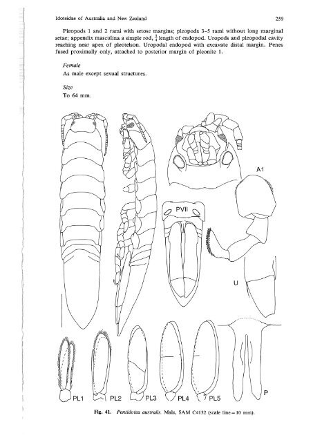 Idoteidae of Australia and New Zealand (Crustacea: Isopoda: Valvif ...