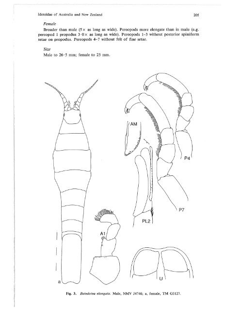 Idoteidae of Australia and New Zealand (Crustacea: Isopoda: Valvif ...