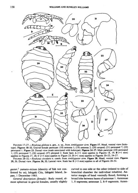 Ryukyua globosa n. gen., n. sp., and R. circularis n. comb.