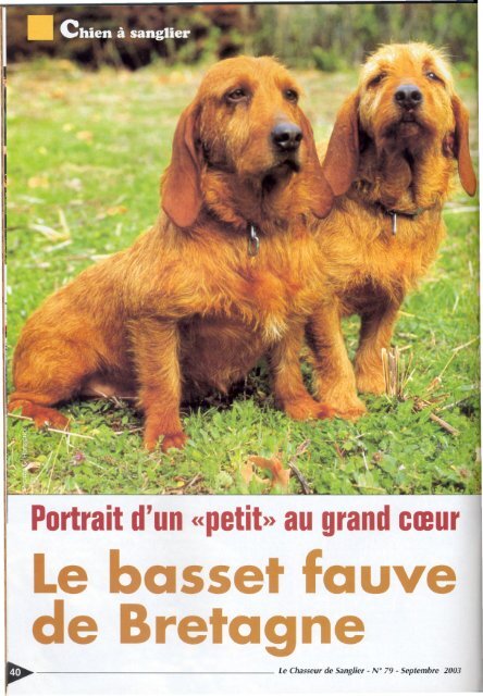 Cds N79 Club Du Fauve De Bretagne