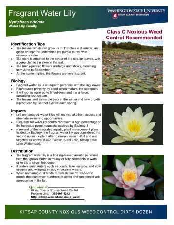Fragrant Water Lily - WSU Extension Counties - Washington State ...