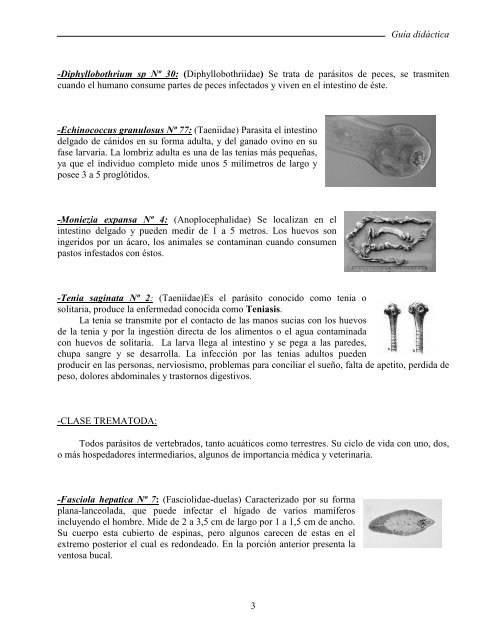Cuales de los platelmintos son parasitos del ser humano