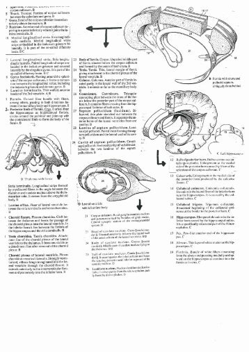 corpus callosum. B 3 Trunk. Truncusl Portion of corpus ... - SotePedia