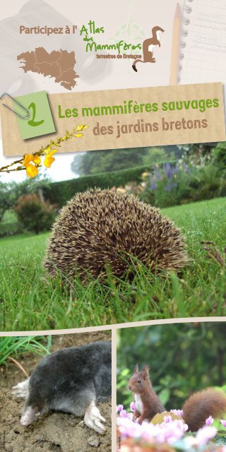 Les mammifères des jardins bretons - Groupe mammalogique breton