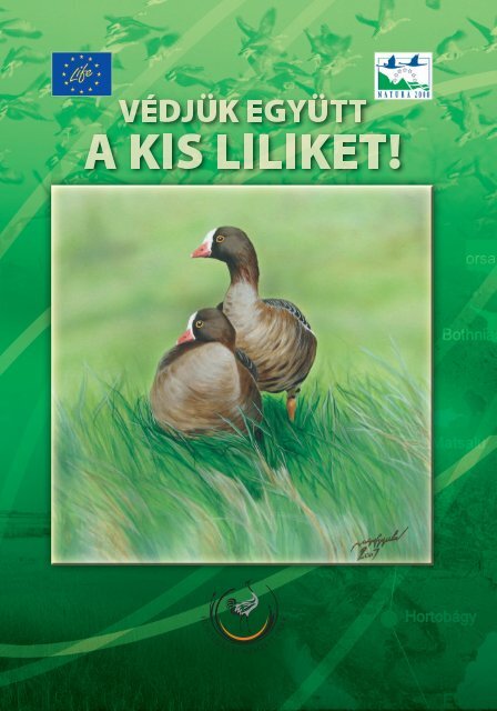 A kis lilik felismerése - WWF