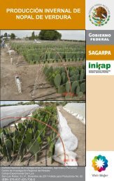 producción invernal de nopal de verdura - Inifapcirne.gob.mx