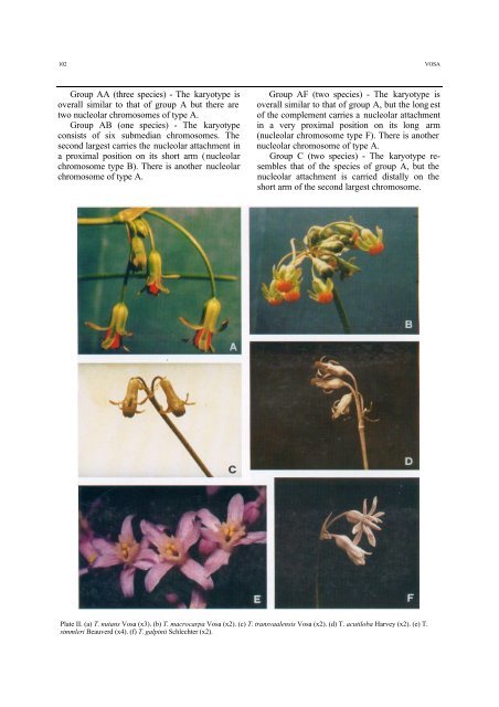 A revised cytotaxonomy of the genus Tulbaghia (Alliaceae)