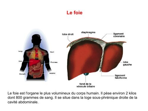 Cours 3 Physio L3 2013