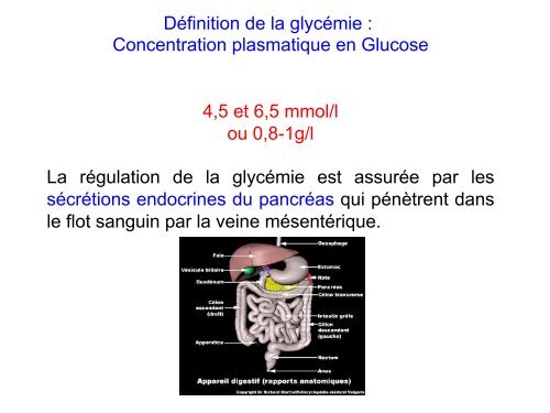 Cours 3 Physio L3 2013