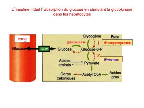 Cours 3 Physio L3 2013