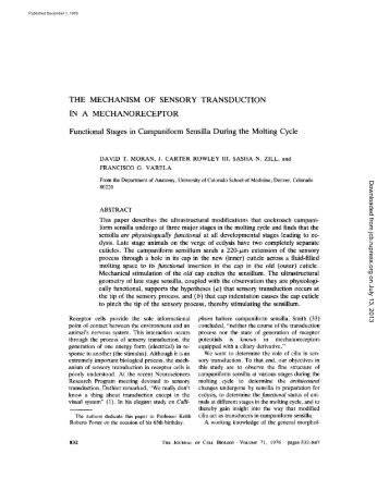 THE MECHANISM OF SENSORY TRANSDUCTION IN A ...