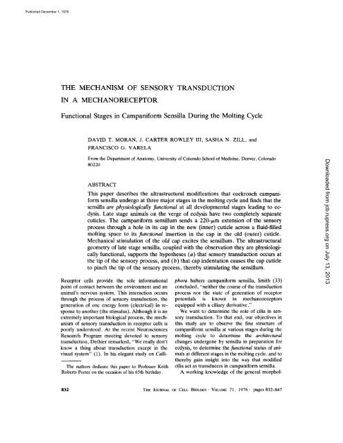 THE MECHANISM OF SENSORY TRANSDUCTION IN A ...