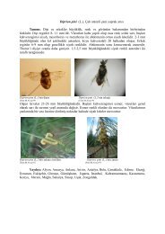 Diprion pini (L.), Çalı antenli çam yaprak arısı Tanımı: Dişi ve ...