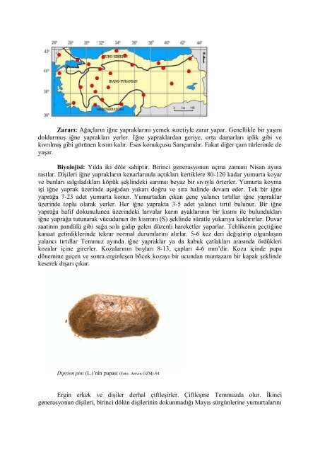 Diprion pini (L.), Çalı antenli çam yaprak arısı Tanımı: Dişi ve ...