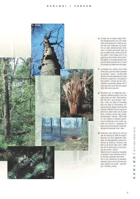 Geologi i skoven, et forskningsprojekt om Draved skov - Geus