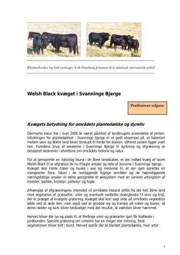 Welsh Black kvæget af Erik Ørnsbjerg - Svanninge Bjerge