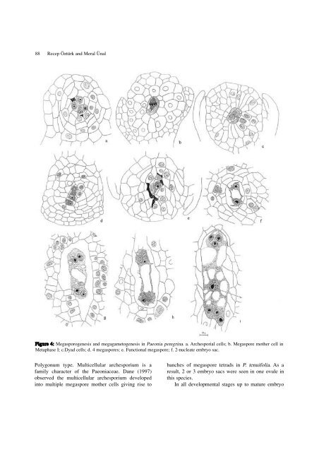 Cytoembryological studies on Paeonia peregrina L. - Journal of Cell ...