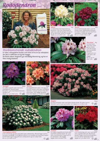 Storblomstrende rododendron - Hageland