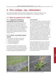 Økologisk dyrking av solbær, rips og stikkelsbær - Agropub