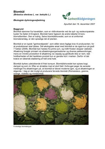 Økodyrkningsvejledning for blomkål 2007 - LandbrugsInfo