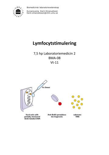 VW- Labmanual lymfocyt stimulering BMA 08