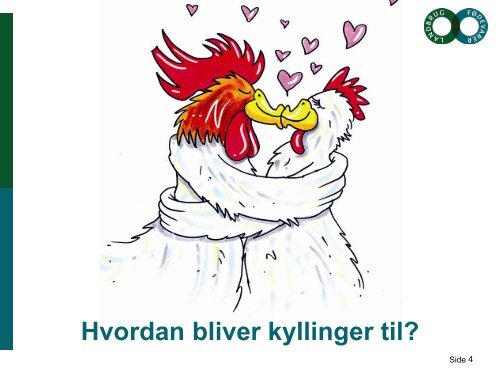 Kylling i undervisningen.pdf - Danpo