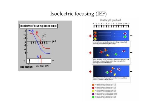 Sedimentation, electrophoresis