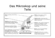 ernst leitz wetzlar microscope 1921-24 ernst leitz wetzlar microscope 1921-24