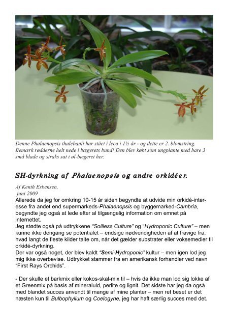 SH-dyrkning af Phalaenopsis og andre orkidéer. - Carp Hunters