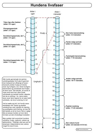 Hundens livsfaser - DcH Roskilde