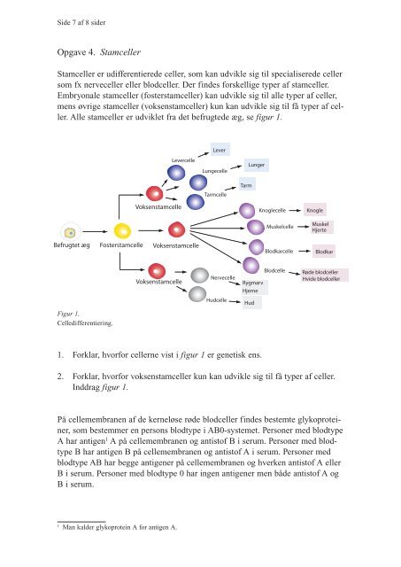 Opgave 4. Stamceller