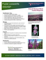 Purple Loosestrife - WSU Extension Counties - Washington State ...