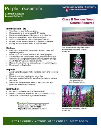 Purple Loosestrife - WSU Extension Counties - Washington State ...