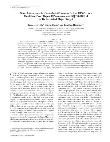 Gene Interactions in Caenorhabditis elegans Define DPY ... - Genetics