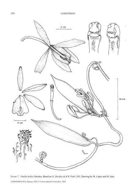 a revision of the mexican and central american species of vanilla ...