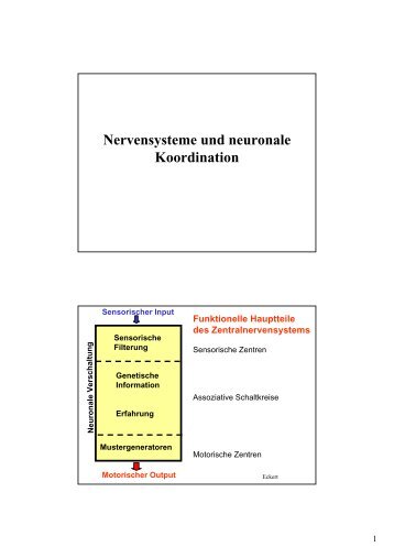 Nervensysteme und neuronale Koordination