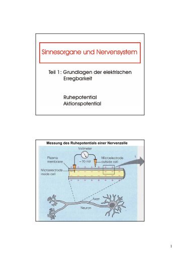 Messung des Ruhepotentials einer Nervenzelle