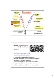 Eumetazoa